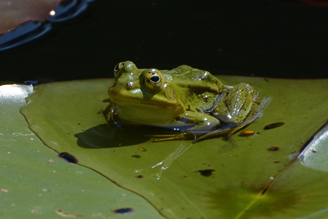 frog pond water free photo