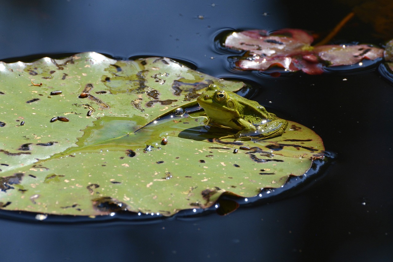 frog pond water free photo