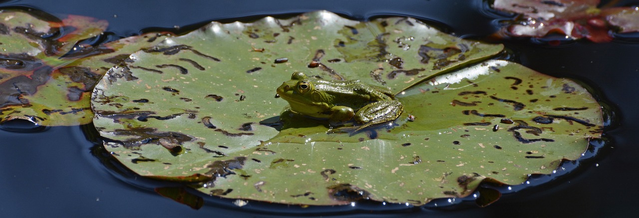 frog pond water free photo