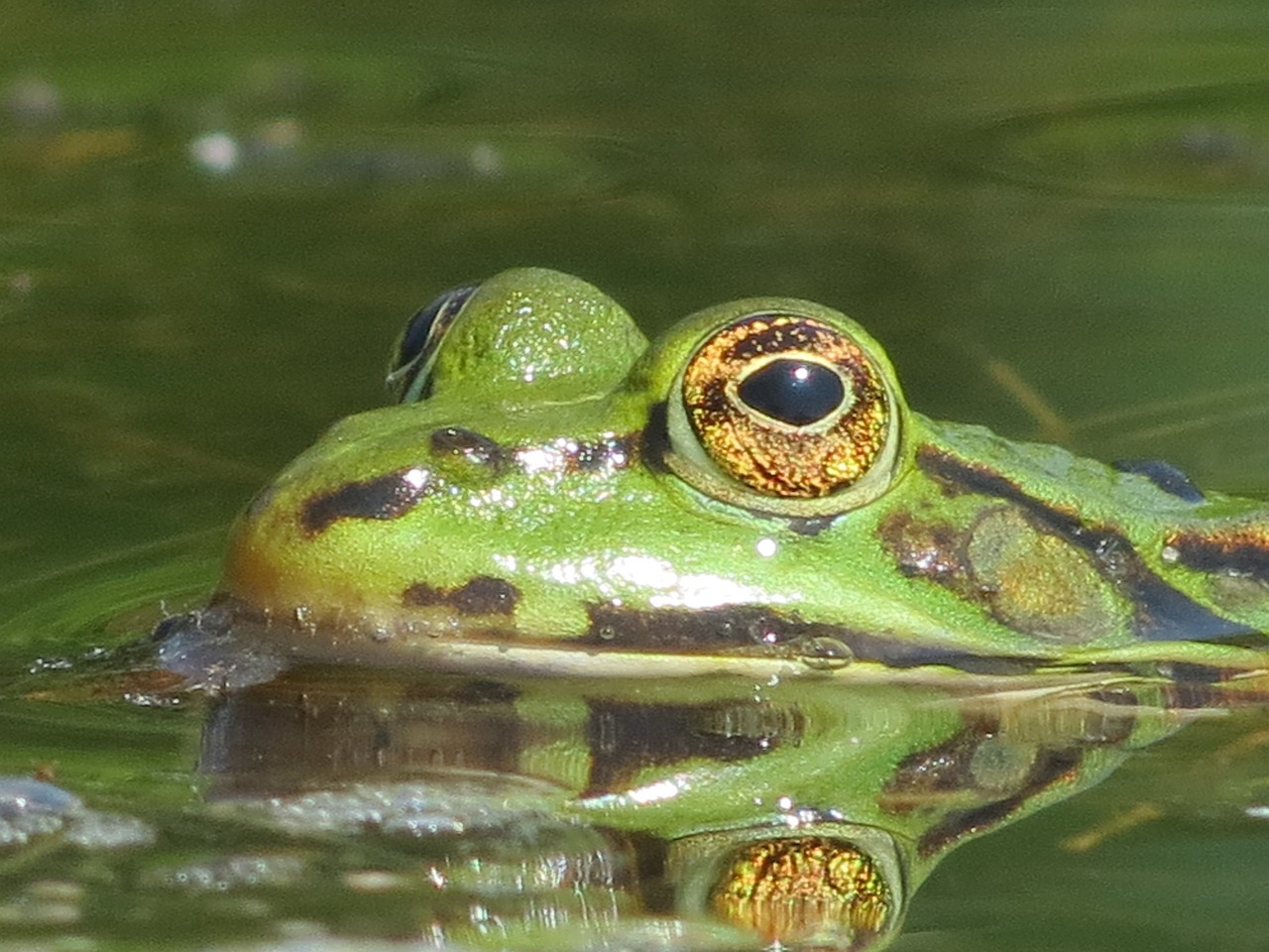 frog watch water free photo