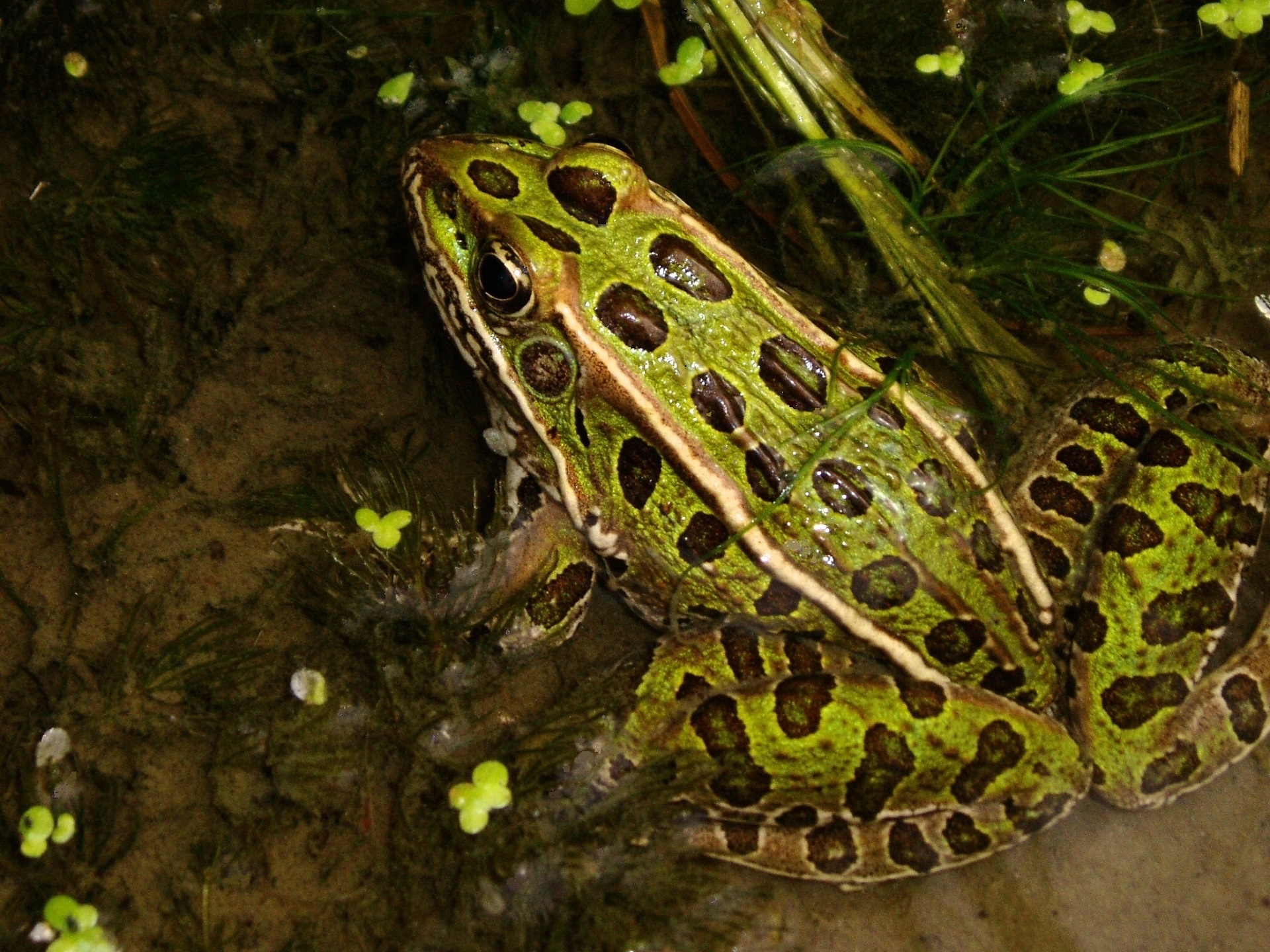 frog leopard amphibian free photo