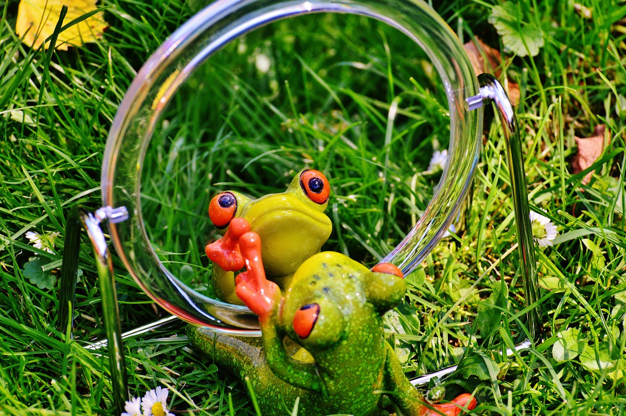 frog mirror mirror image free photo