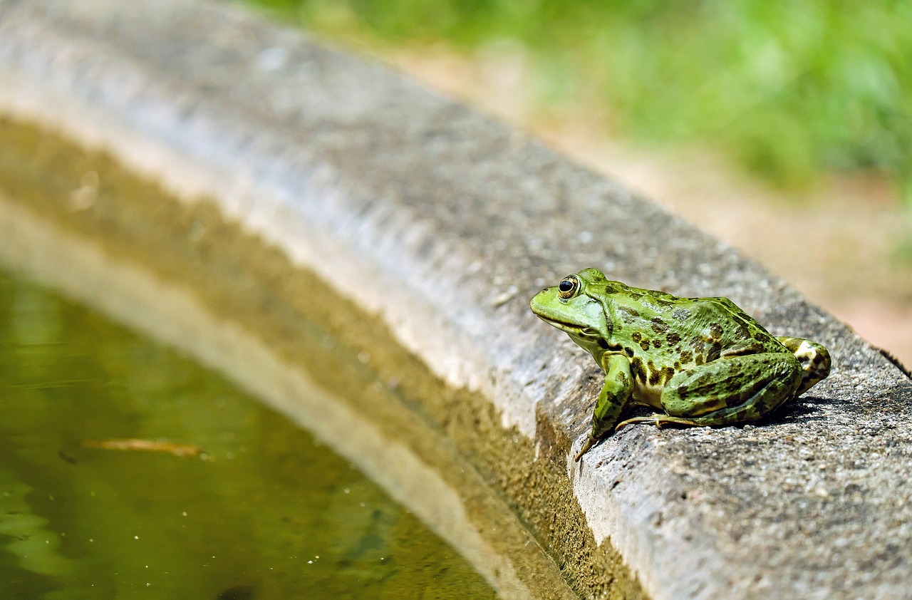 frog water frog animal free photo