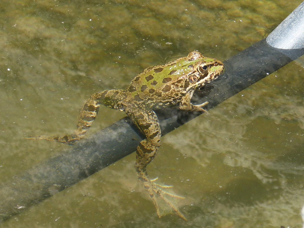 frog raft irrigation free photo
