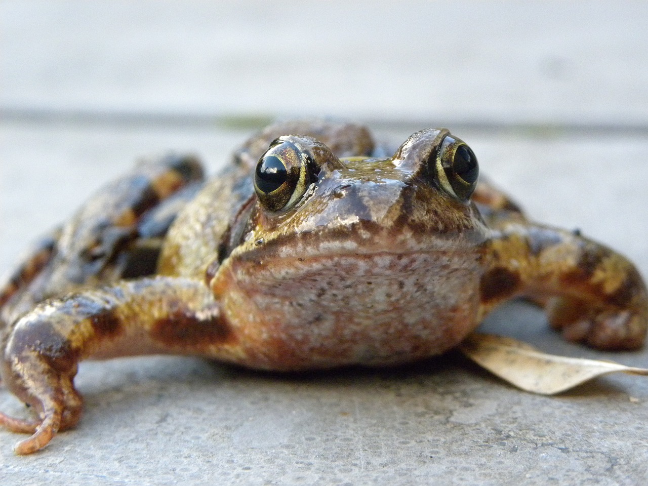 frog macro frog eyes free photo