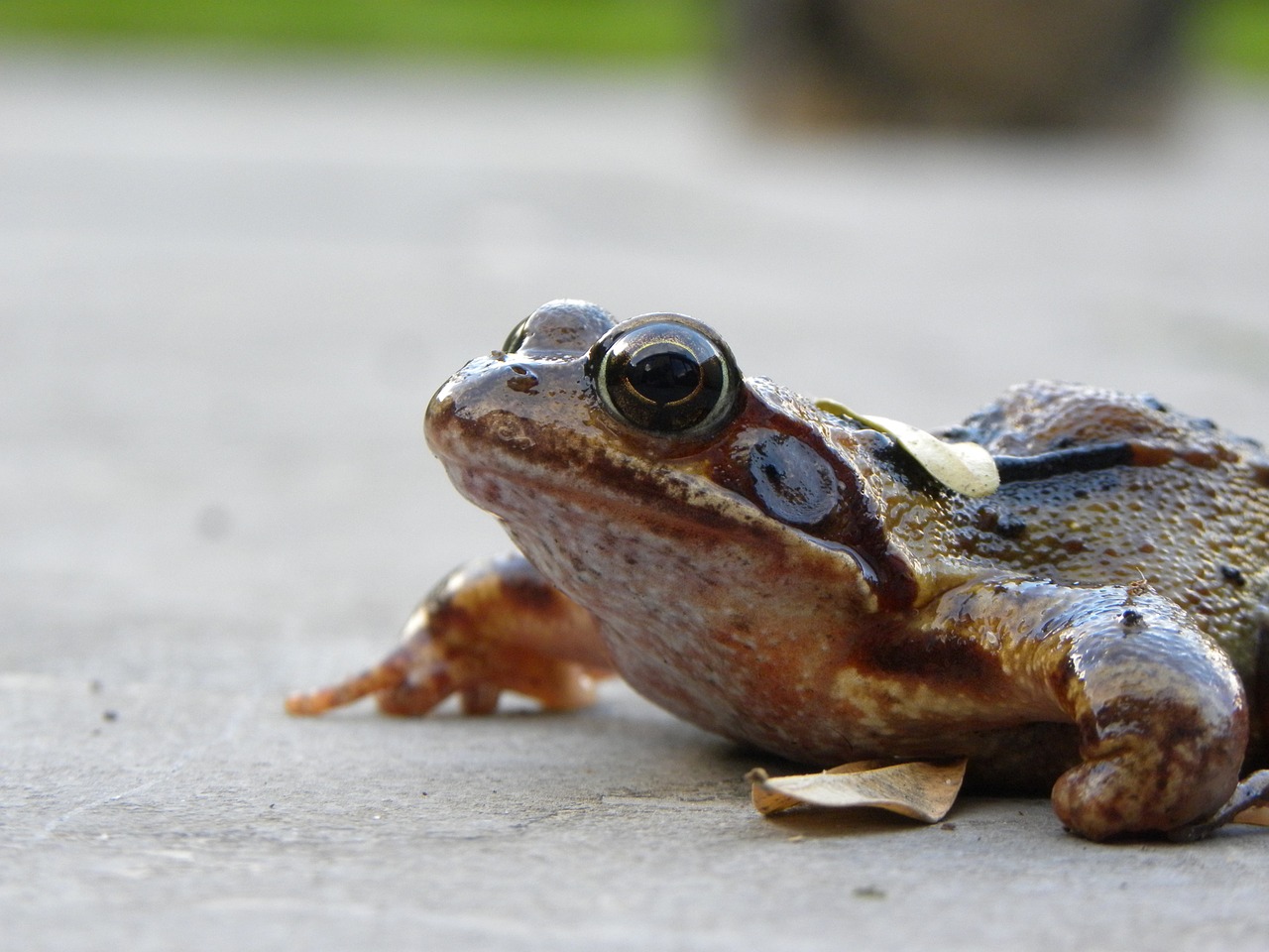 frog macro animal free photo