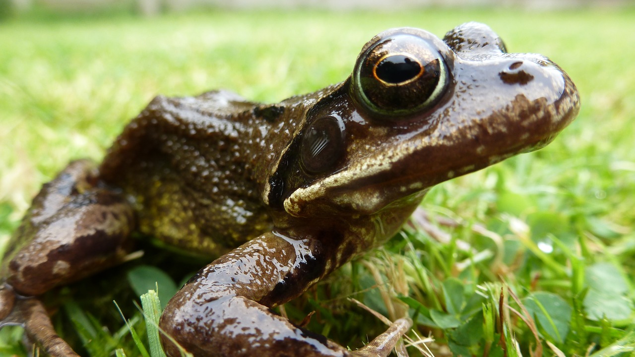 frog close up grass free photo