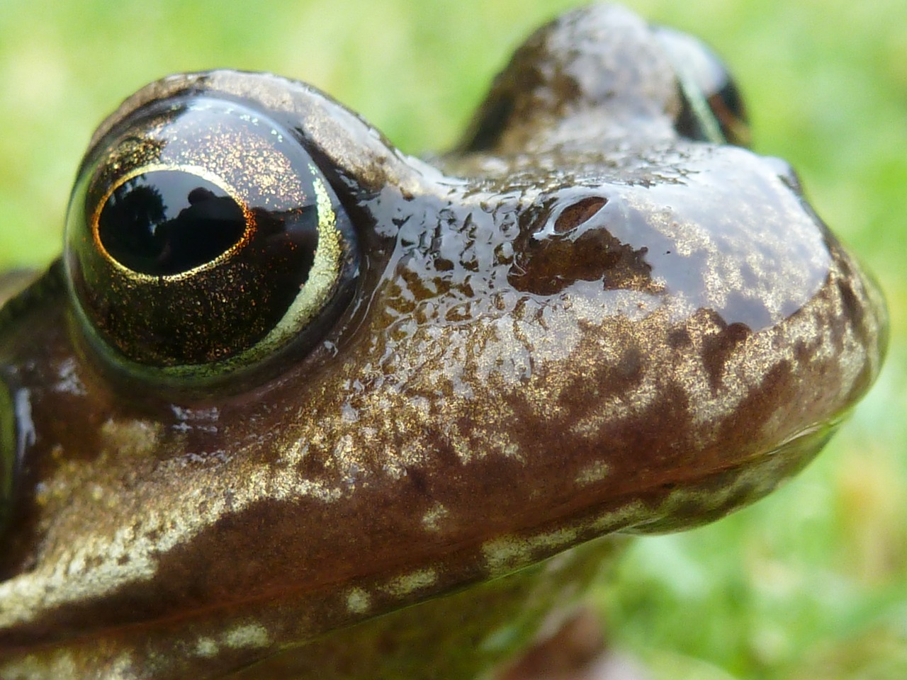 frog grass macro free photo