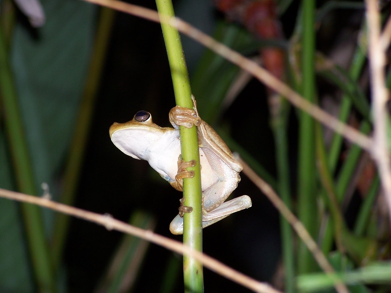 frog jungle costa rica free photo