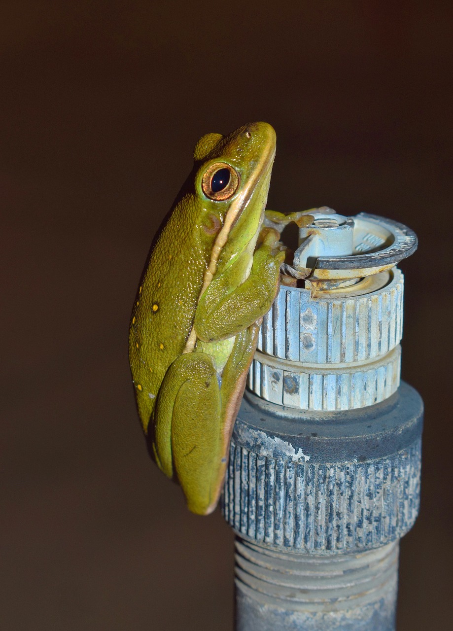 frog tree frog american green tree frog free photo