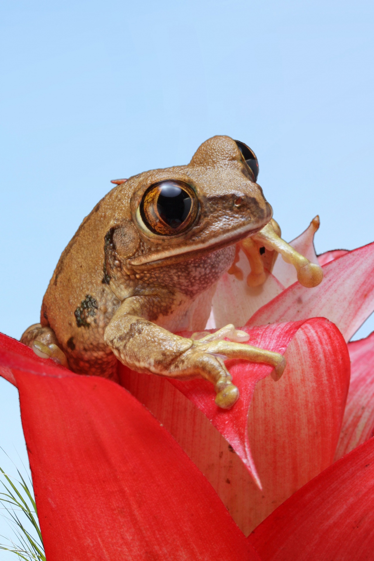 frog amphibian flower free photo