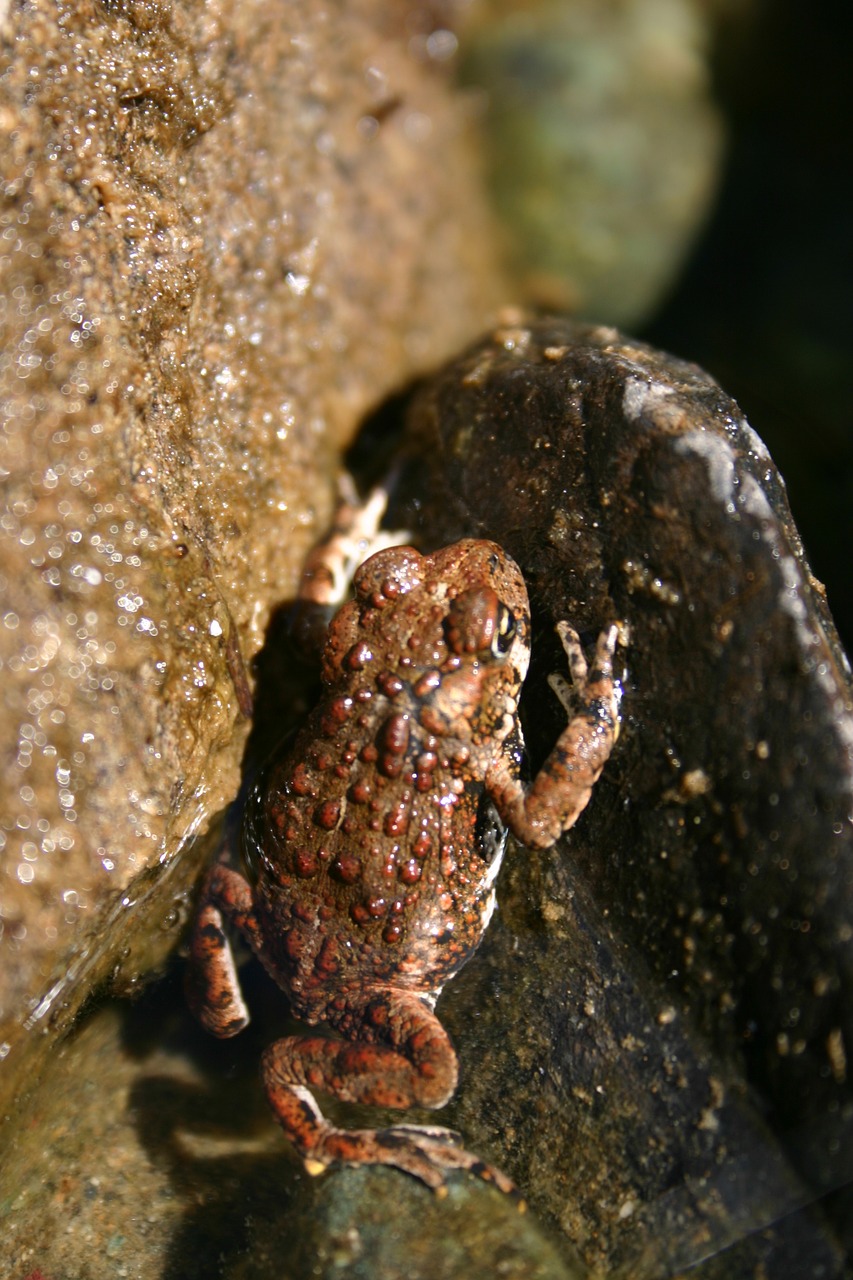 frog toad amphibian free photo