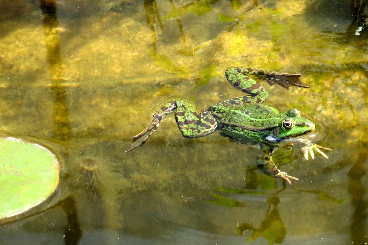 frog water pond free photo