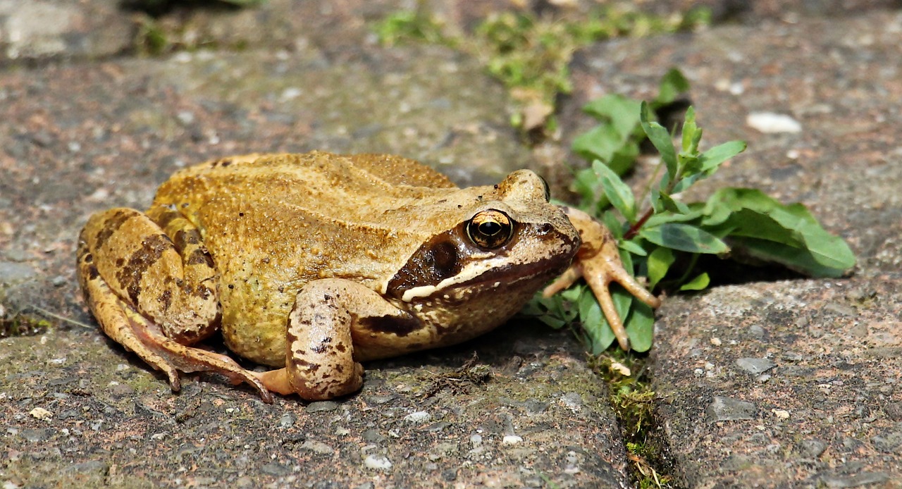 frog wildlife photography animal world free photo