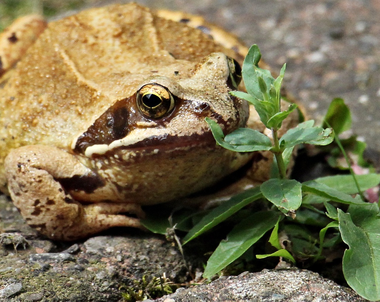 frog wildlife photography animal world free photo
