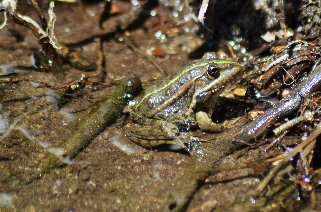 frog gerardo water free photo