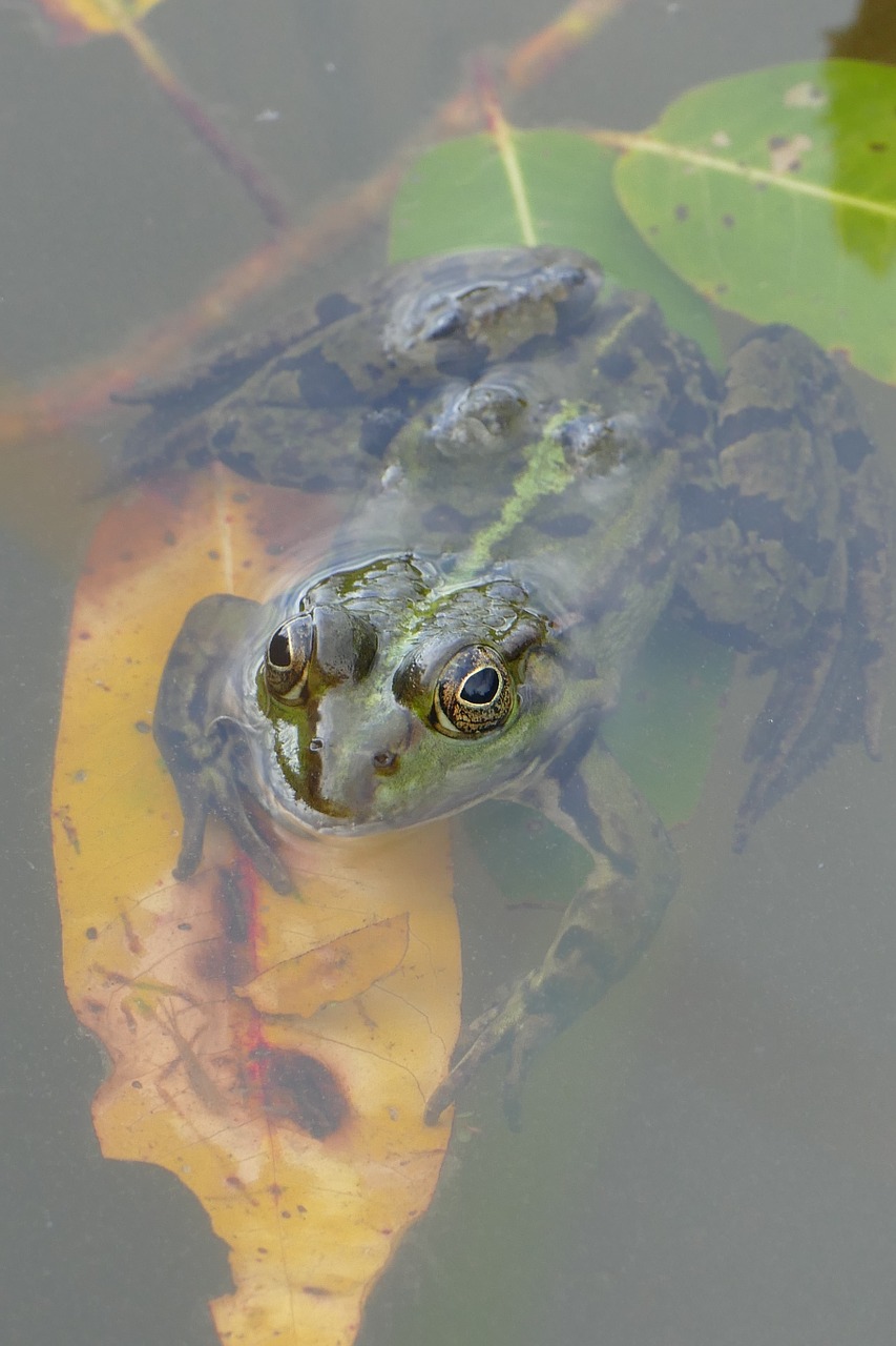 frog pond water free photo