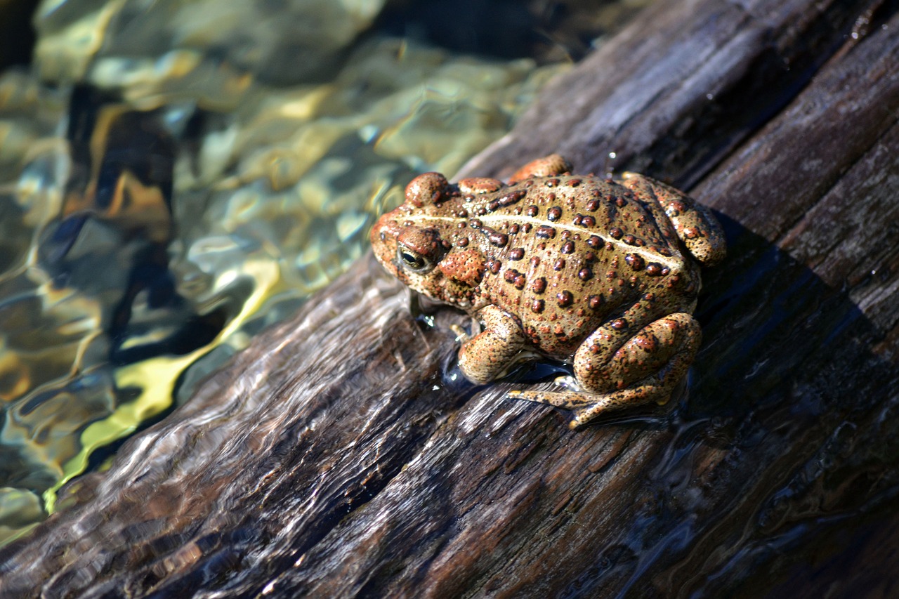 frog log water free photo