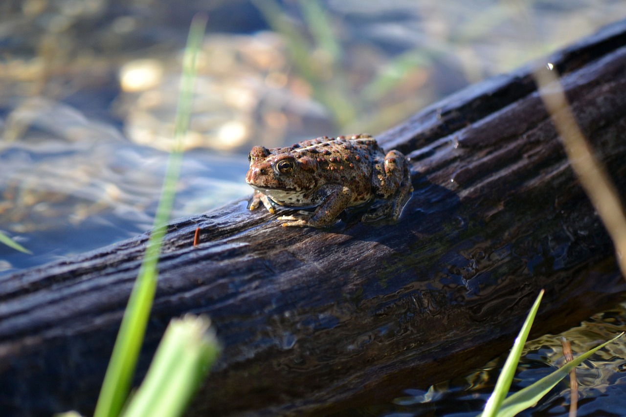 frog log water free photo