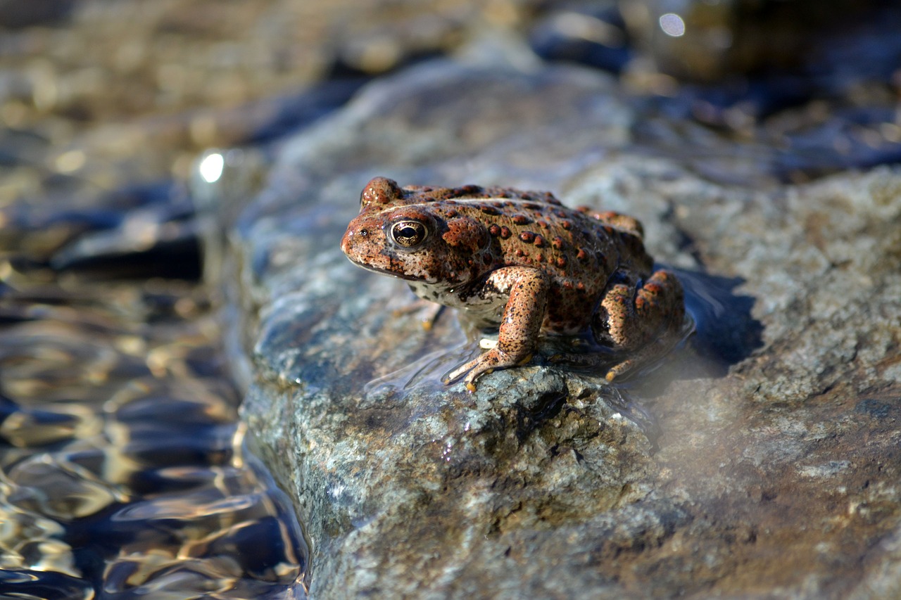 frog log water free photo