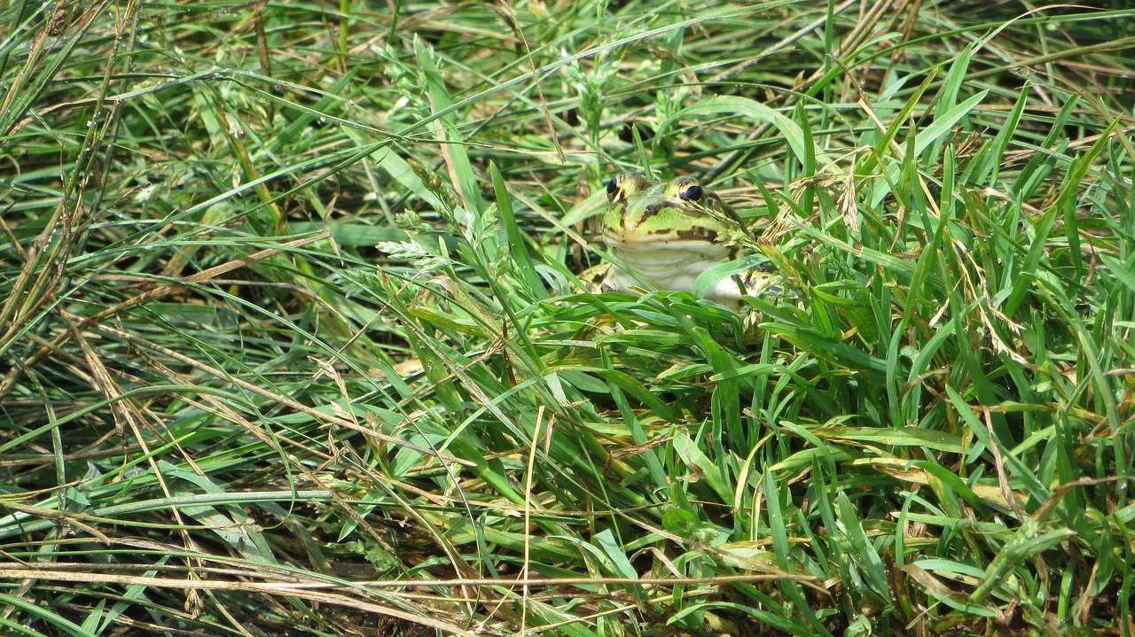 frog grass green free photo