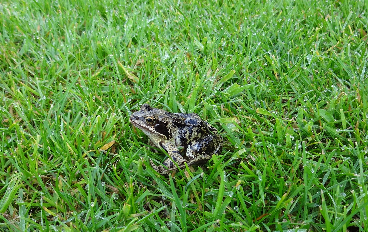frog meadow amphibian free photo