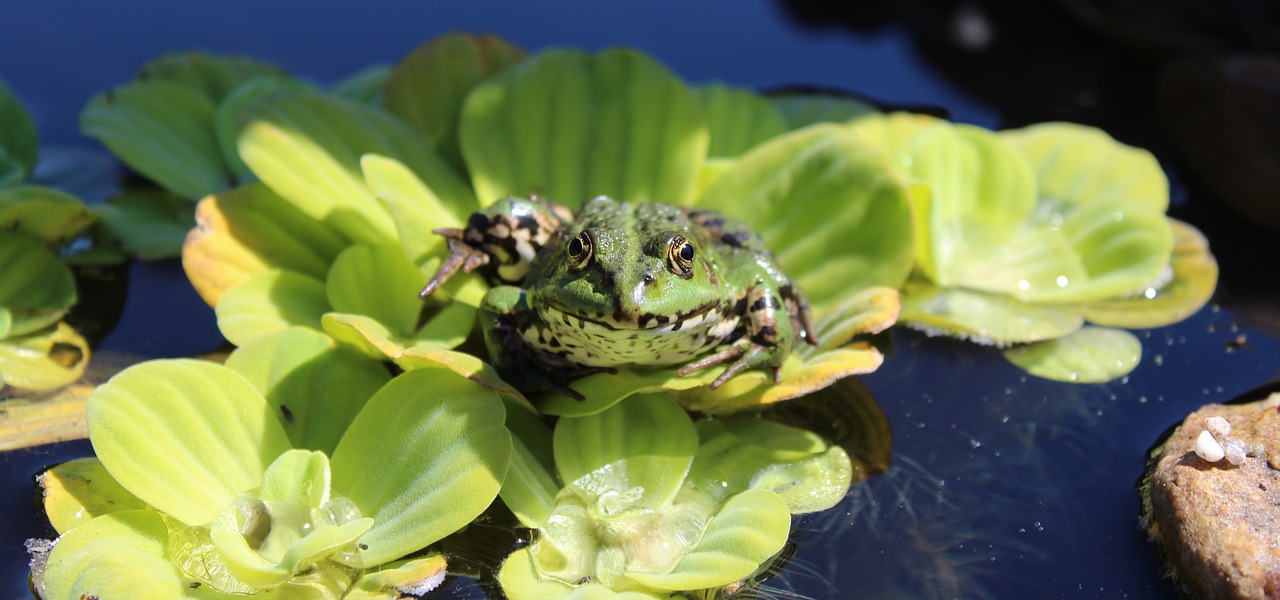 frog pond garden pond free photo