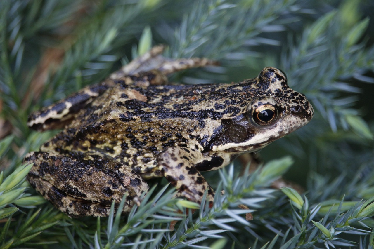 frog toad amphibians free photo