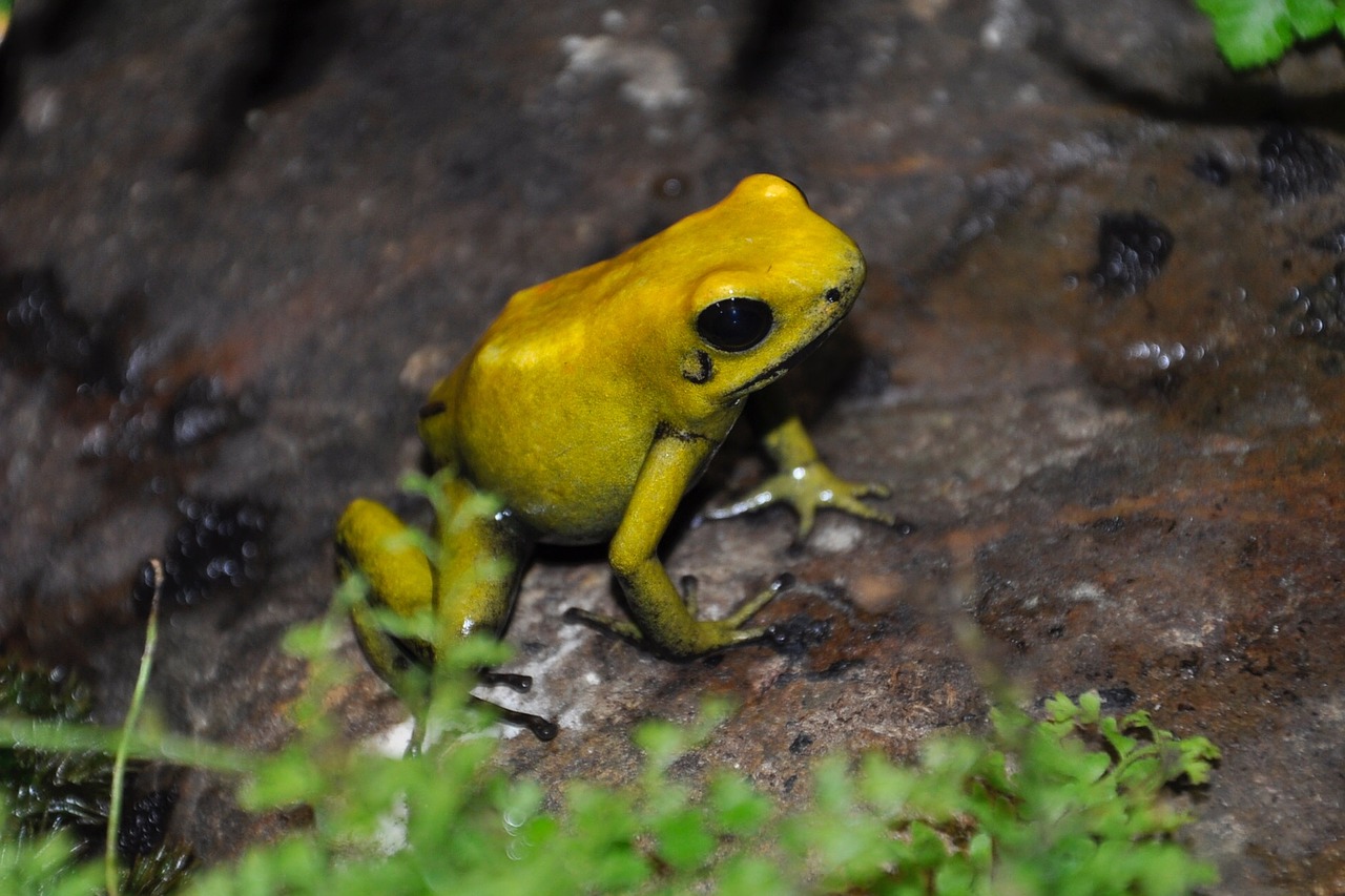 frog yellow nature free photo