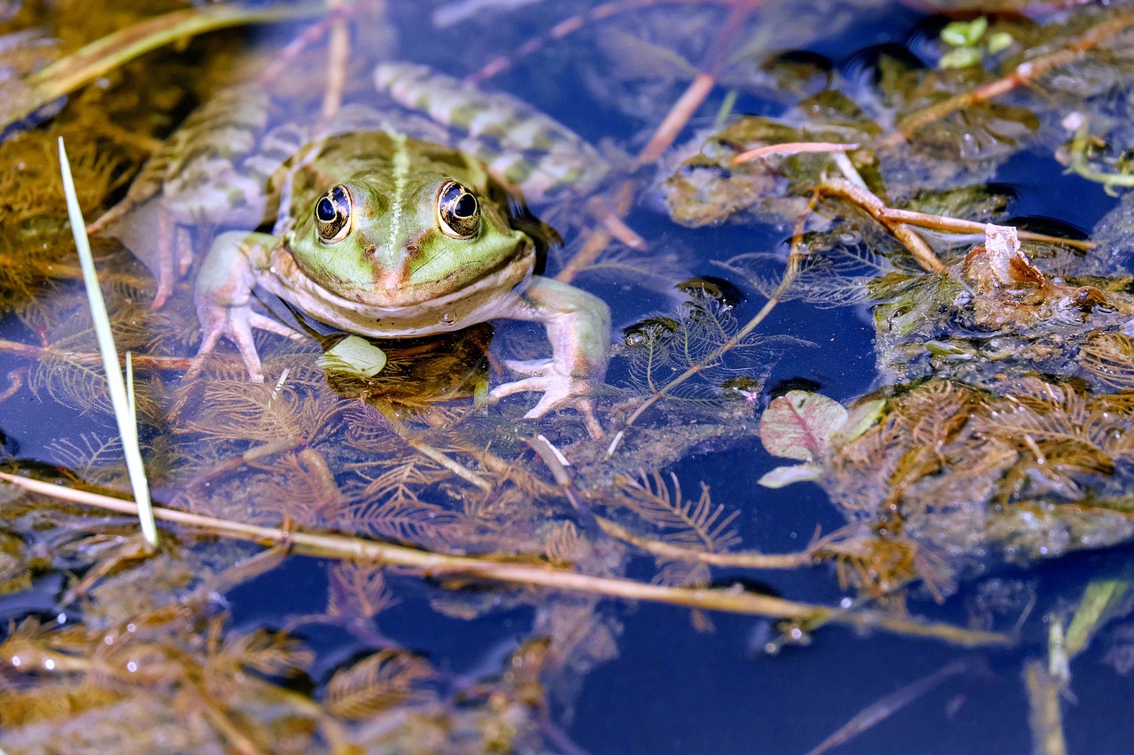 frog water frog animal free photo