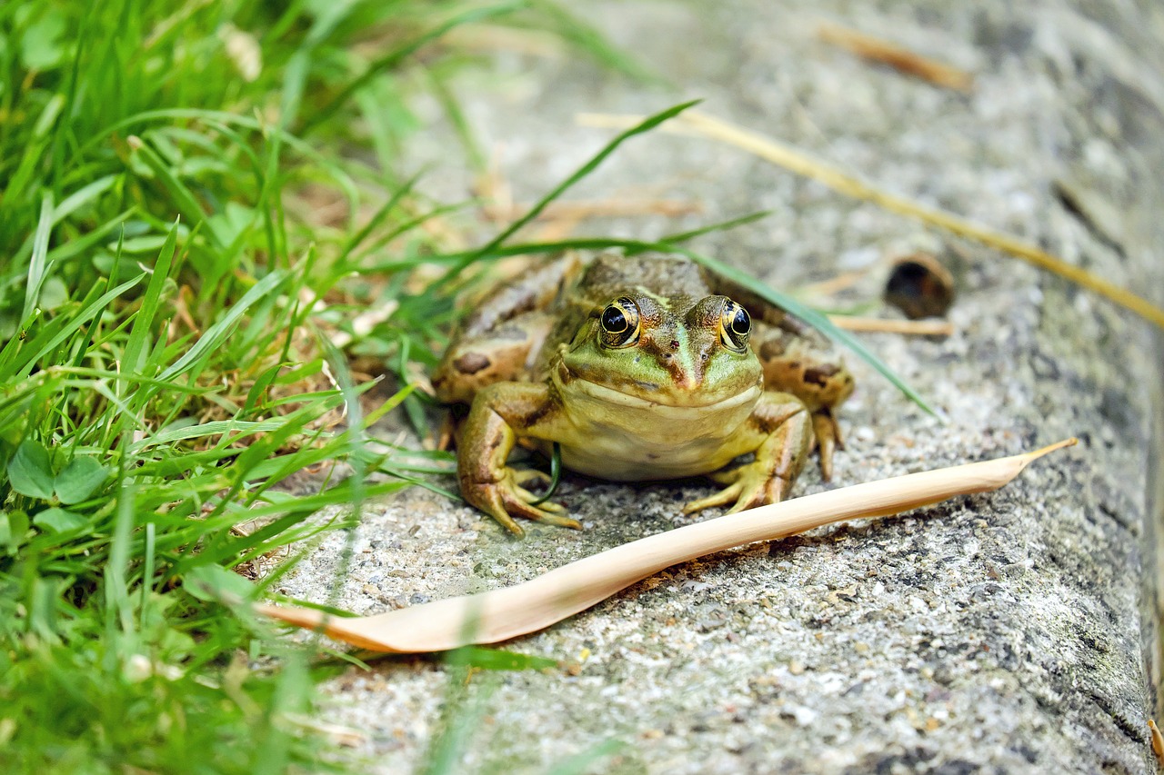 frog water frog amphibian free photo