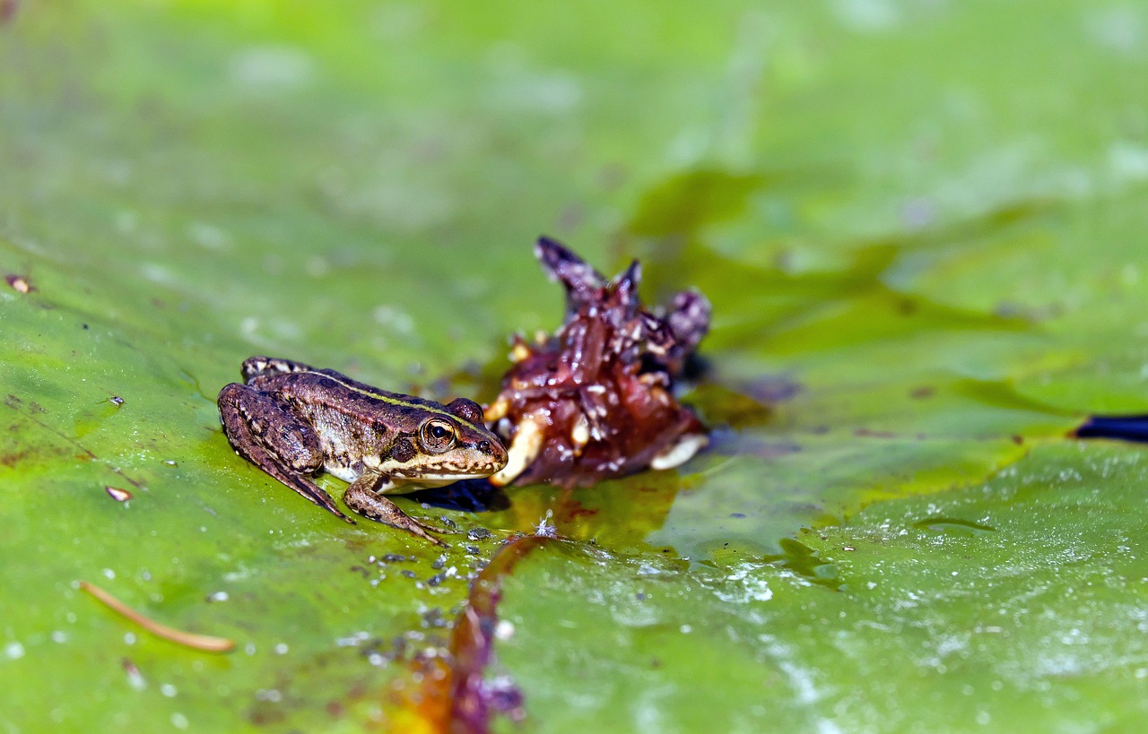 frog water frog animal free photo