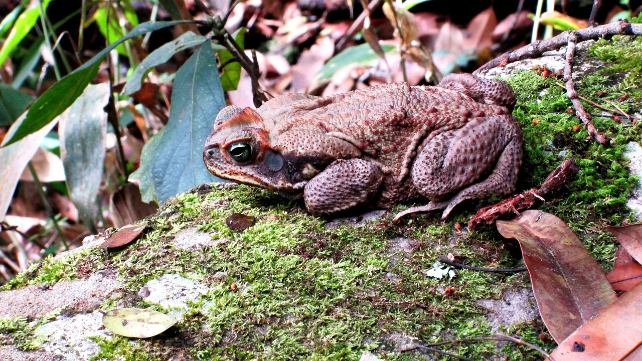 frog nature amphibian free photo