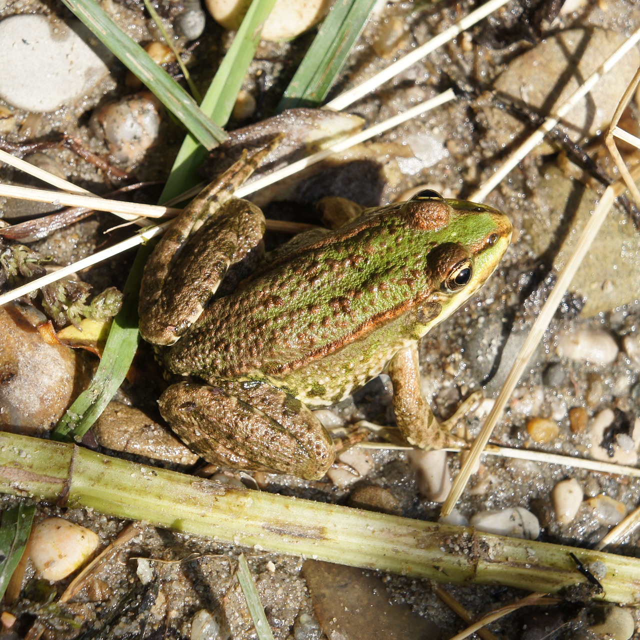 frog animal nature free photo