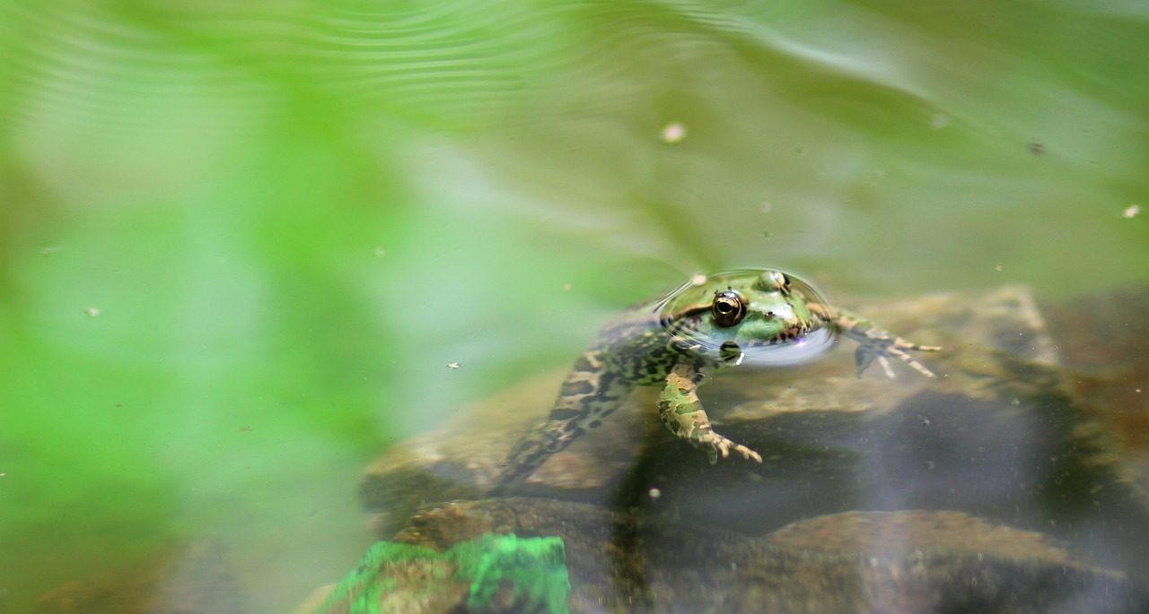 frog green lake free photo