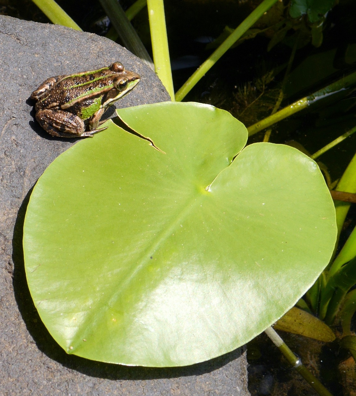 frog letter stone free photo