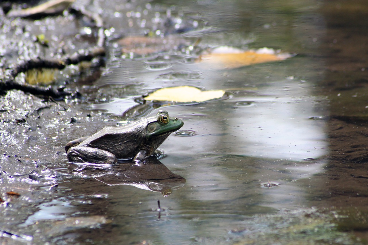 frog toad marsh free photo