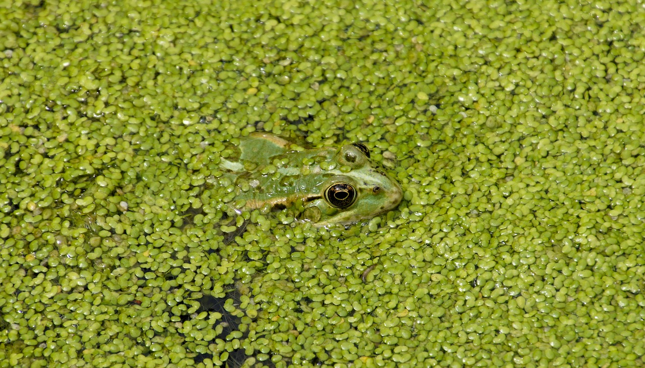 frog green water free photo