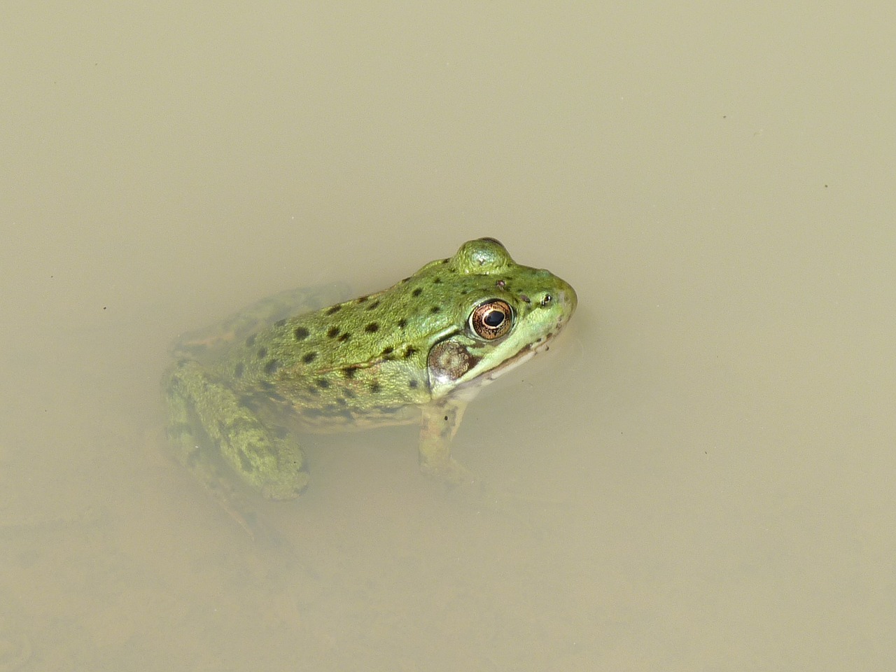 frog marsh mare free photo