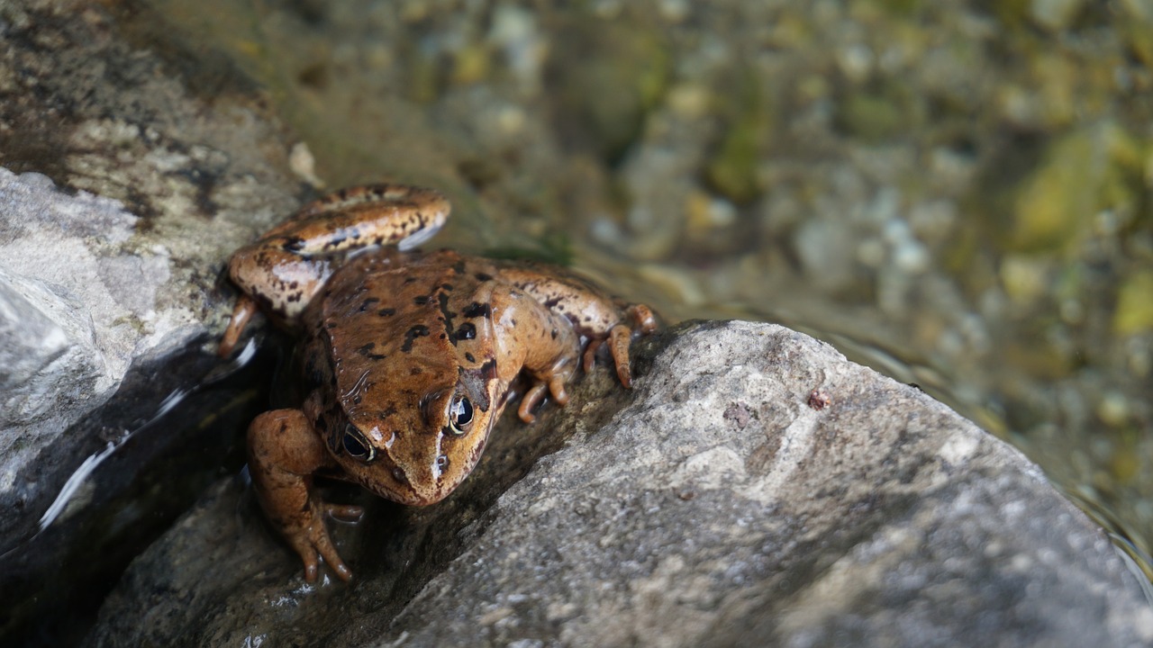 frog animal frogs free photo