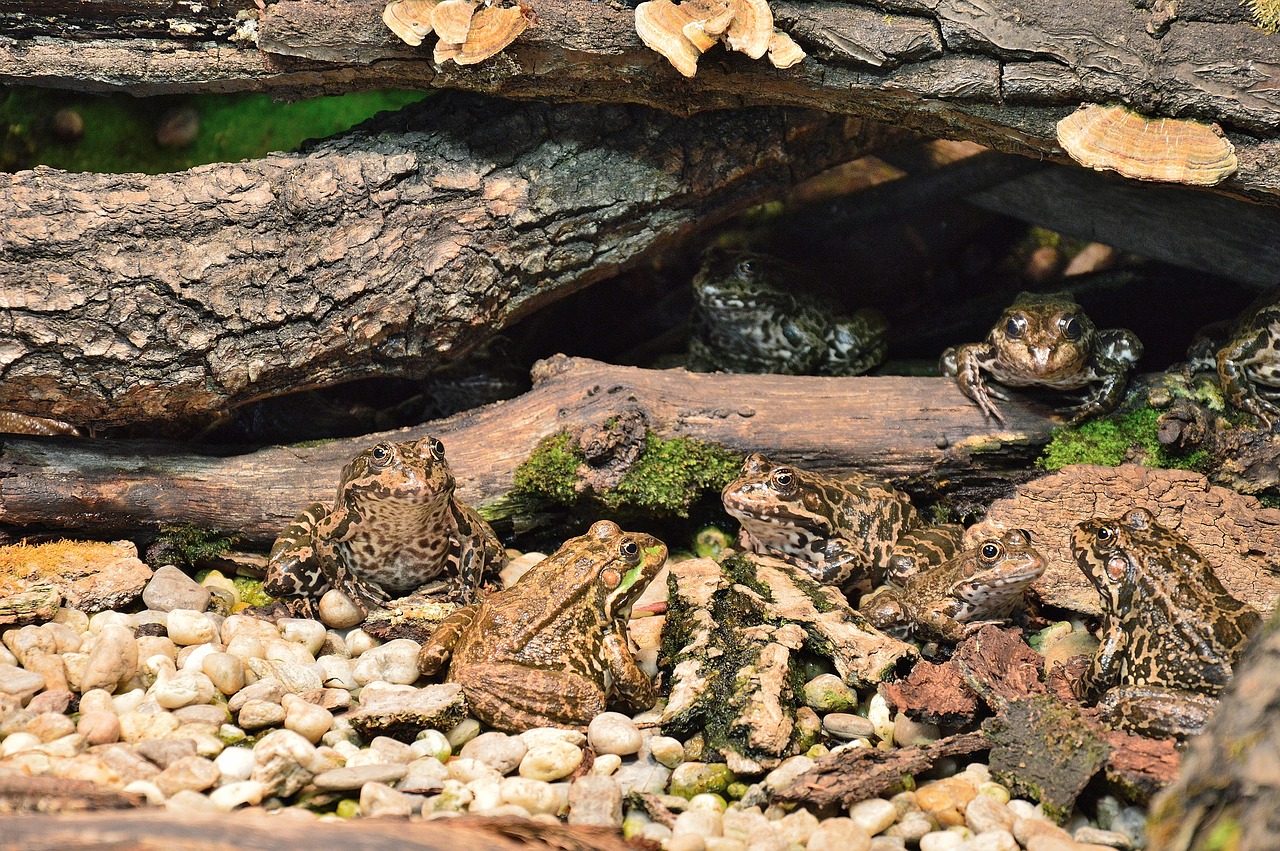frog innsbruck alpine zoo free photo