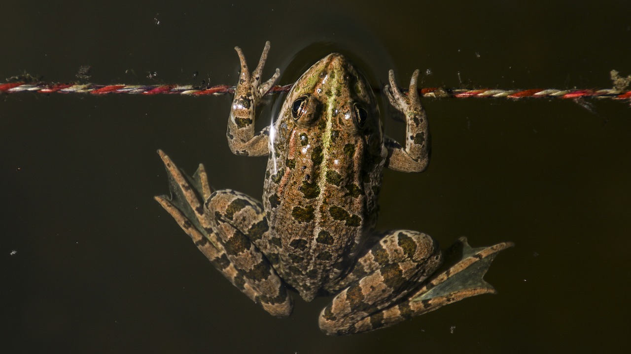 frog animal toads free photo