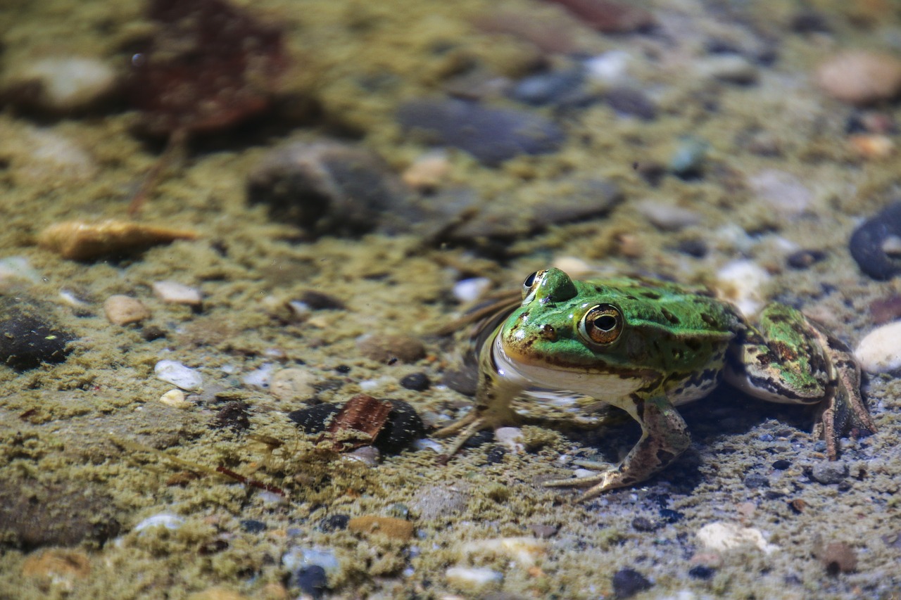 frog animal toads free photo