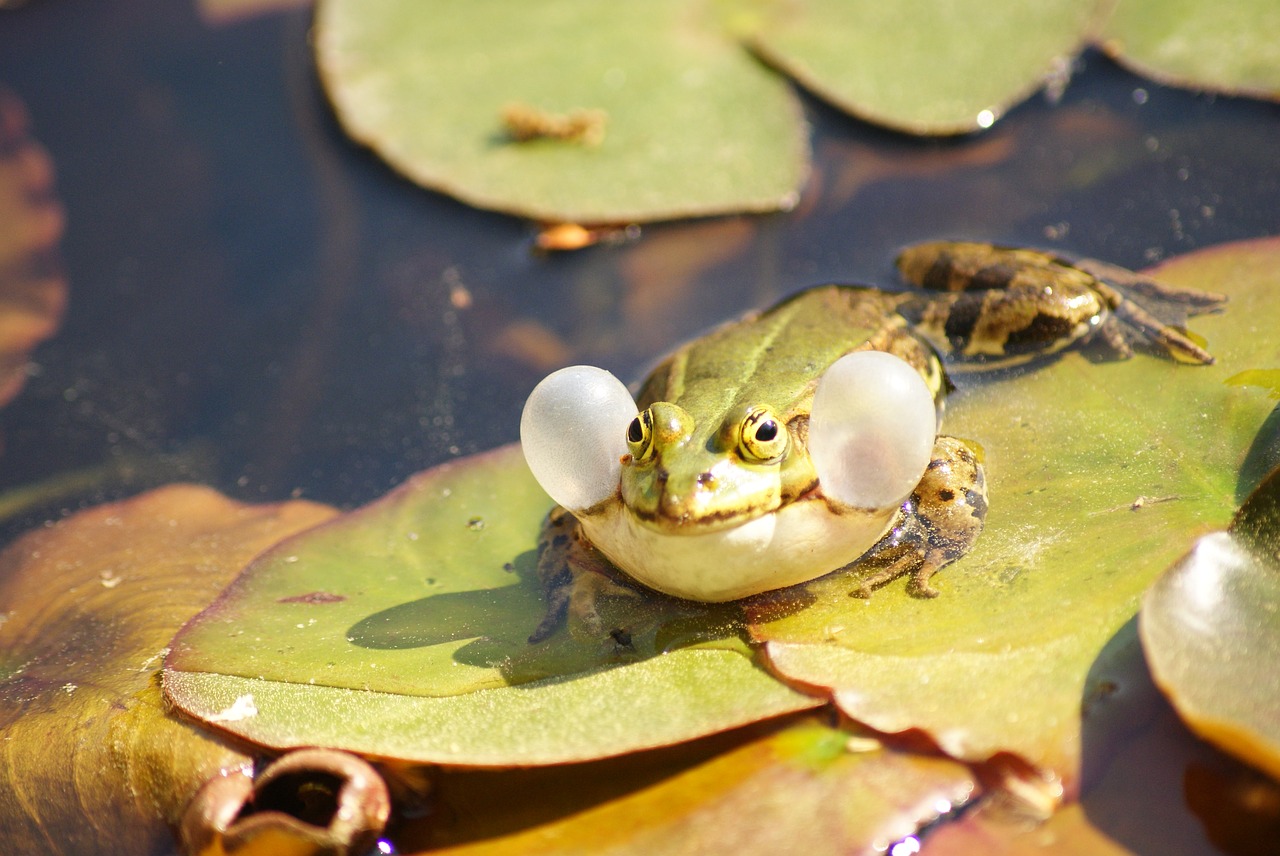 frog green vocal sac free photo