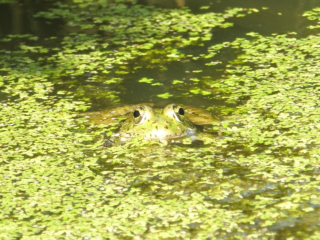 frog amphibians green free photo