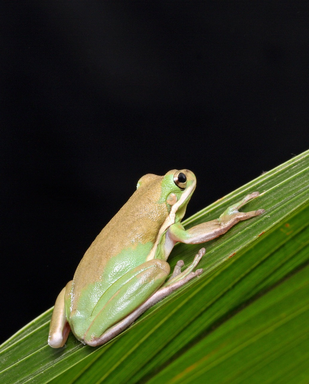 frog close-up macro free photo