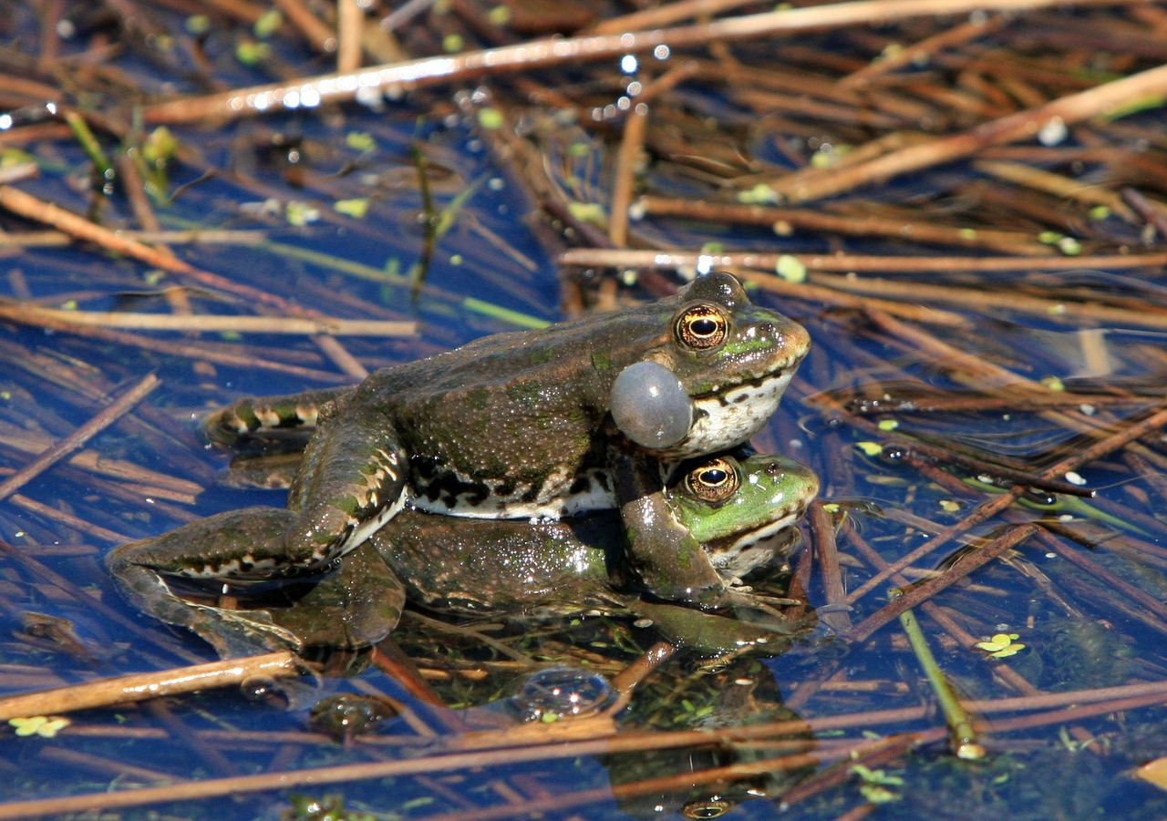 frog frogs mating free photo