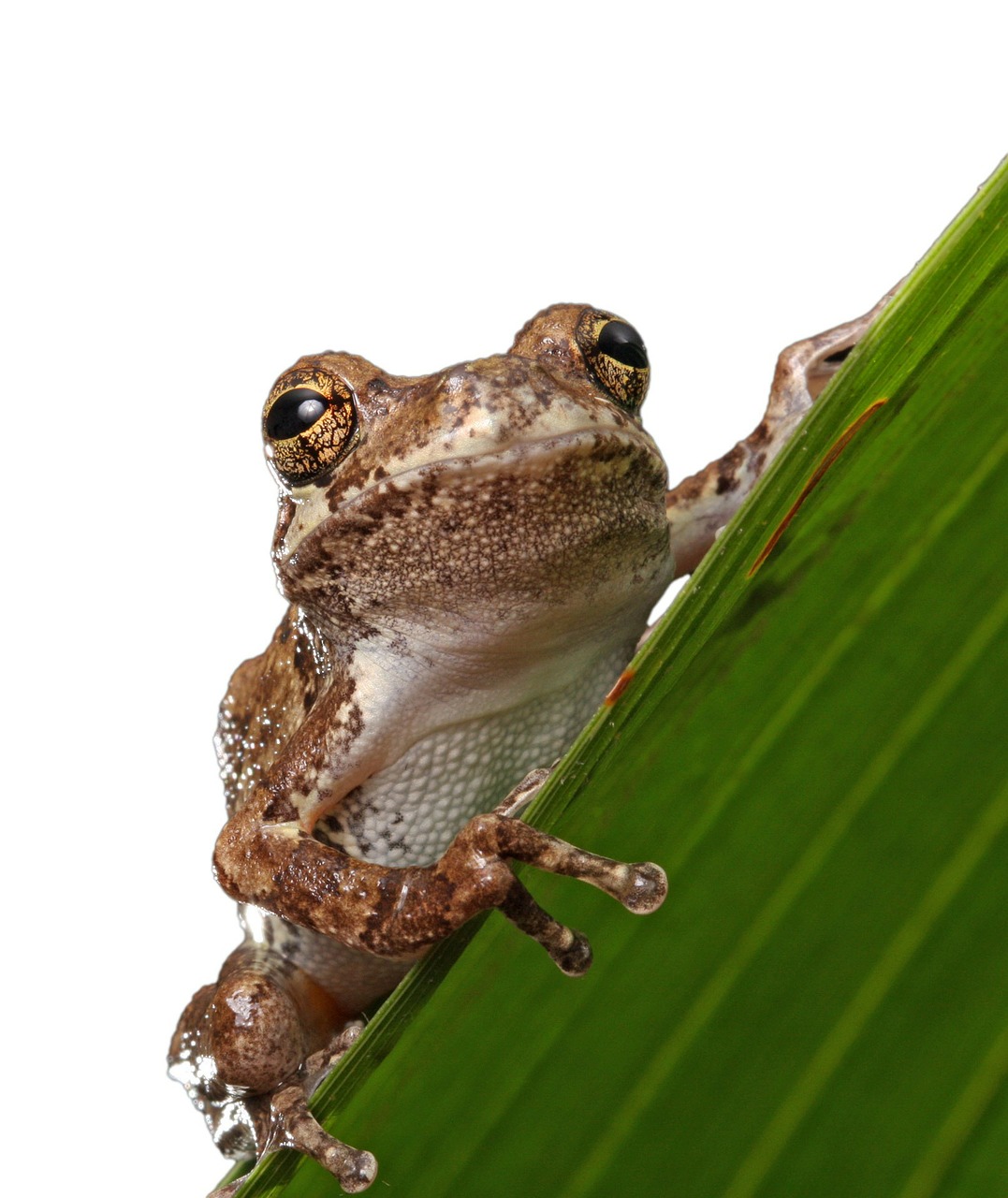 frog macro close-up free photo