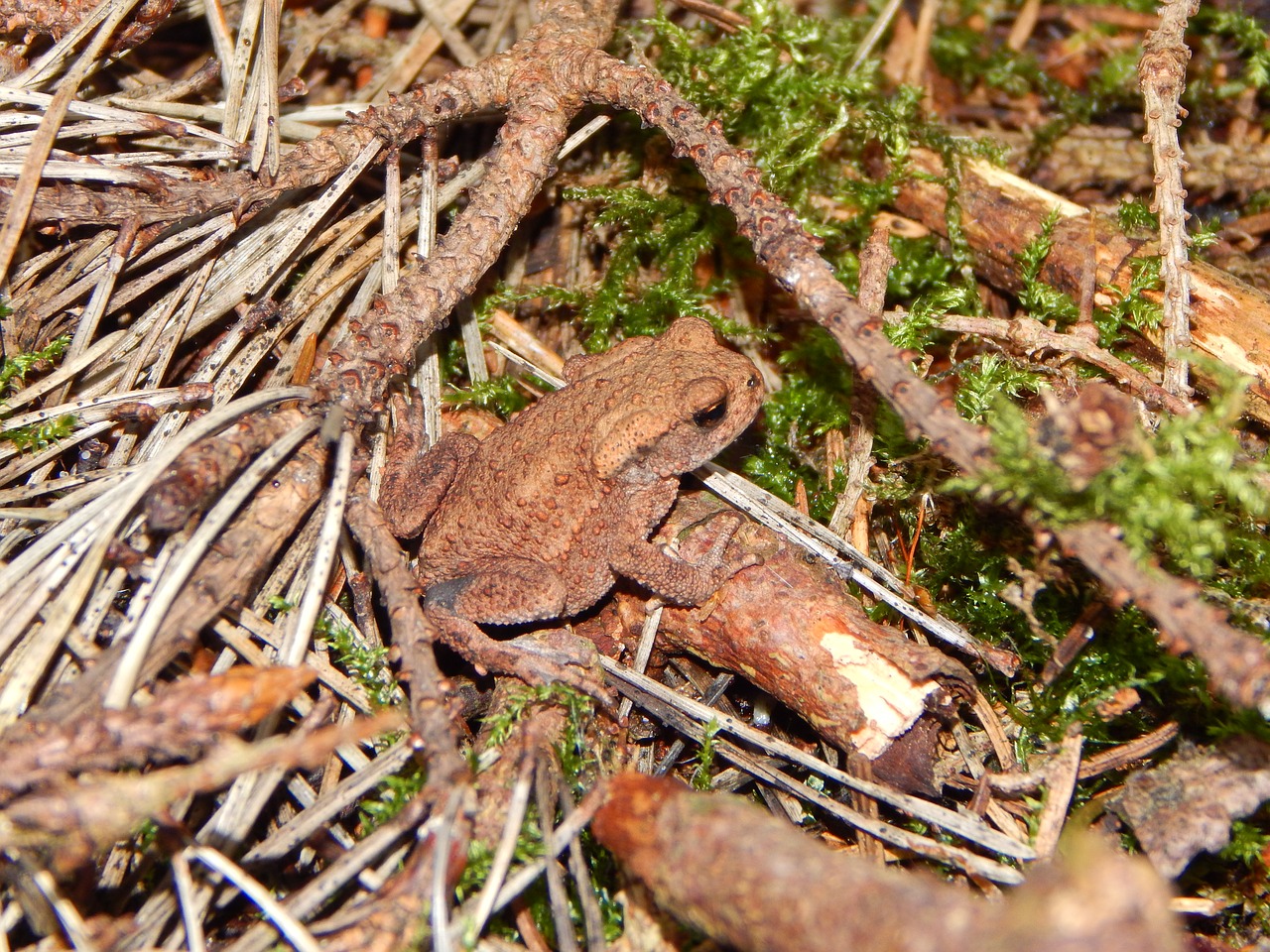 toad common toad frog free photo