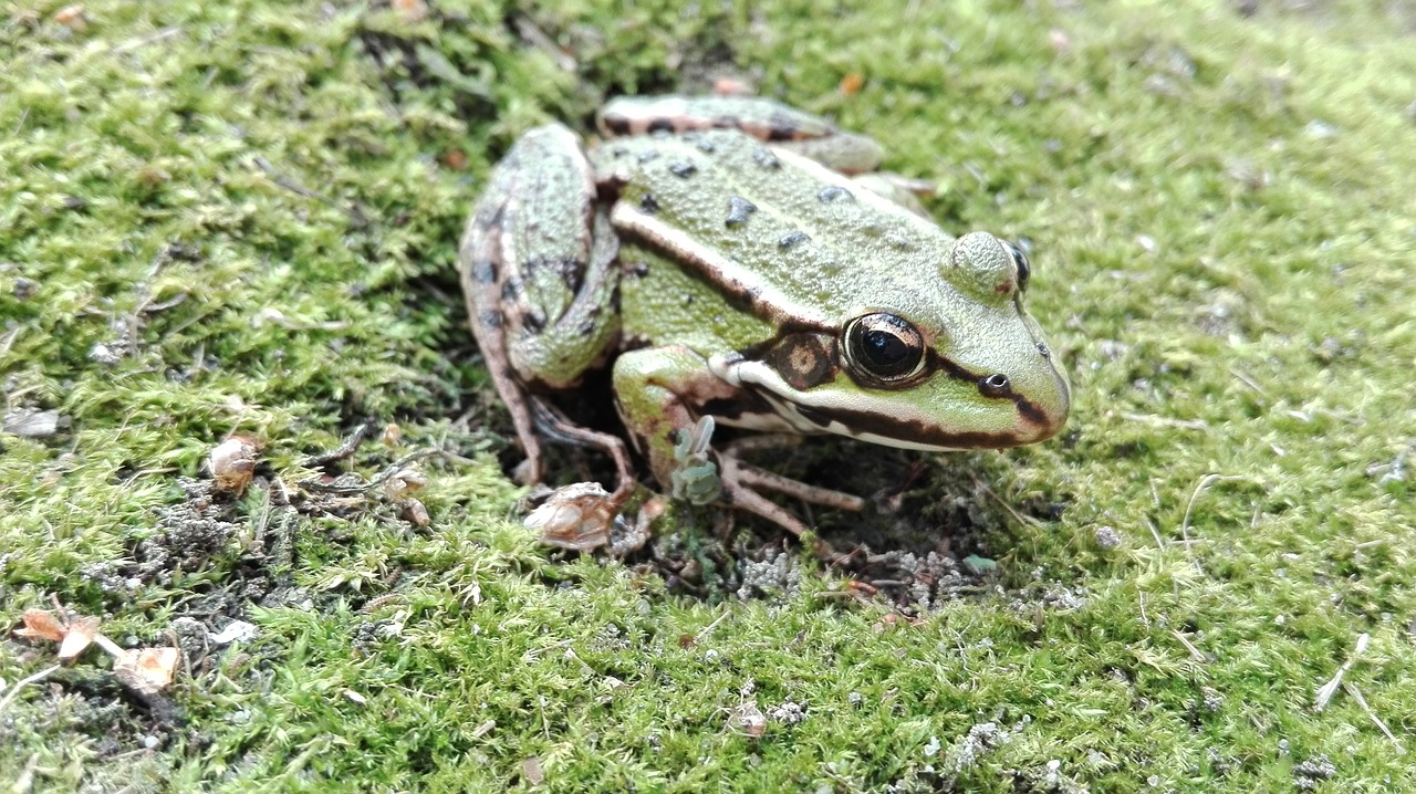 frog amphibian nature free photo